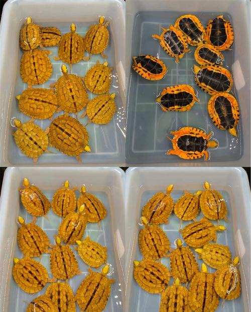 所有品种金钱龟的肚子颜色有差异吗？-图3