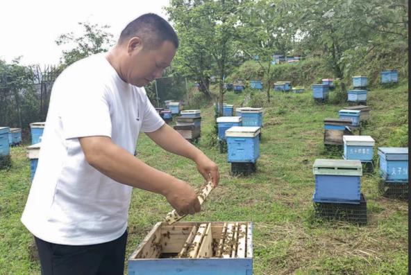 养中蜂技术视频有哪些关键要点？-图3
