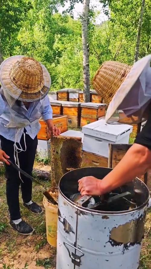 养中蜂技术视频有哪些关键要点？-图2
