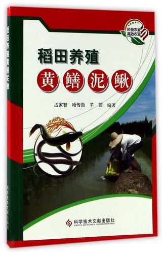 稻田黄鳝泥鳅混养,技术要点有哪些?-图1 稻田黄鳝泥鳅混养,技术要点有哪些?-图1