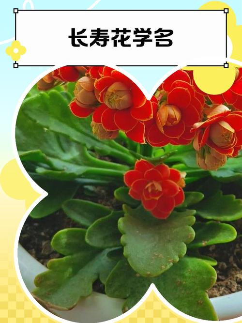 羽叶长寿花品种知多少?-图1 羽叶长寿花品种知多少?-图1