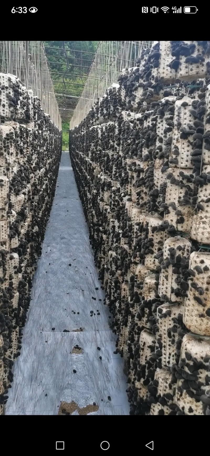 木培木耳技术视频,如何在家成功培育?-图3 木培木耳技术视频,如何在家成功培育?-图3