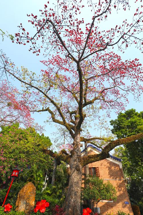 木棉树品种有多少?附图片可识别吗?-图2 木棉树品种有多少?附图片可识别吗?-图2