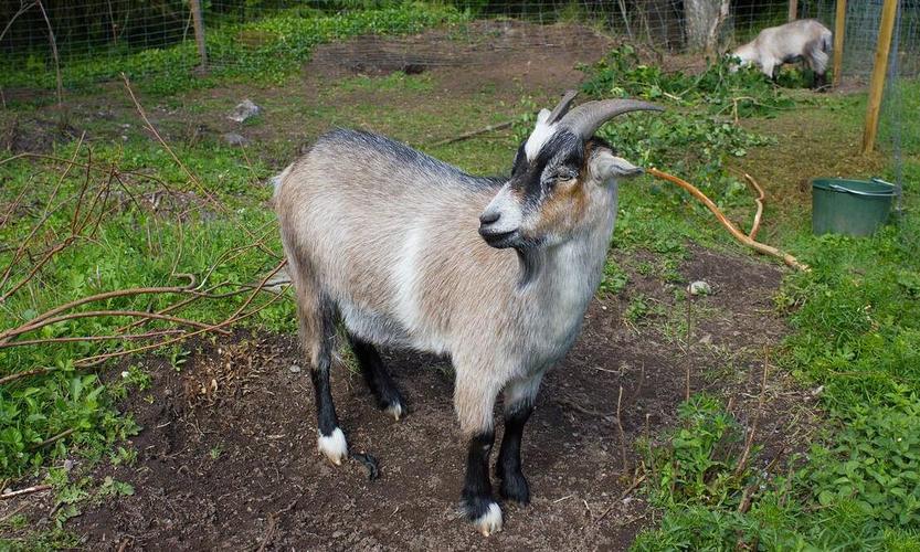 湖南著名地方品种羊有哪些特色?-图3 湖南著名地方品种羊有哪些特色?-图3