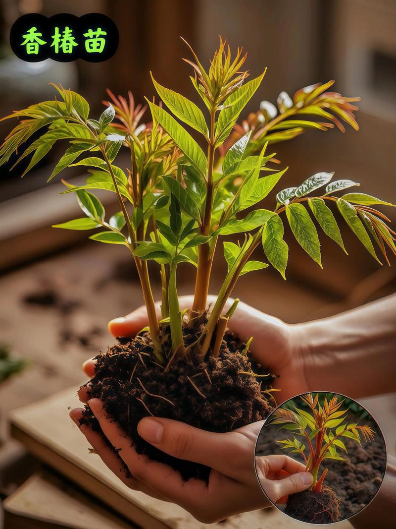 香椿育苗种植技术视频有哪些关键步骤?-图3 香椿育苗种植技术视频有哪些关键步骤?-图3