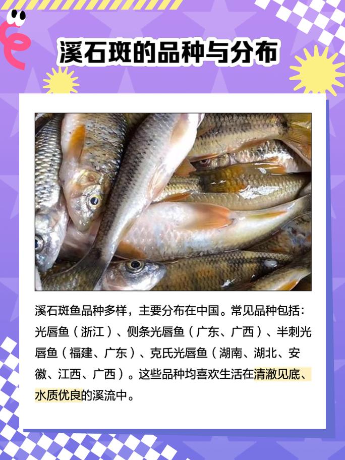 淡水石斑鱼到底有多少个品种?-图2 淡水石斑鱼到底有多少个品种?-图2