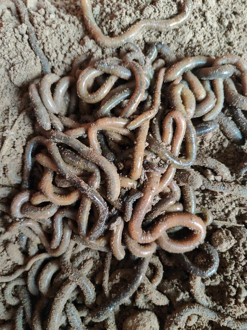 搜索养蚯蚓技术全视频，新手如何快速入门？-图2