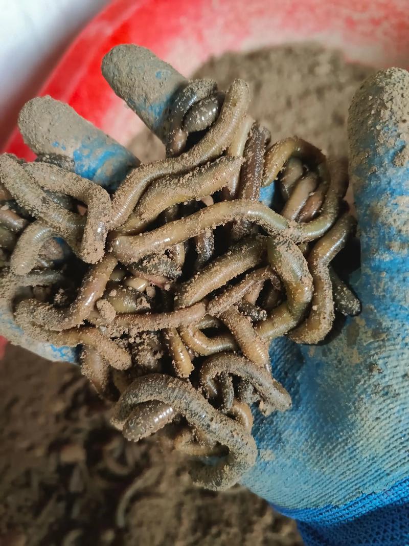 蚯蚓养殖技术MP4如何高效学习应用？-图3