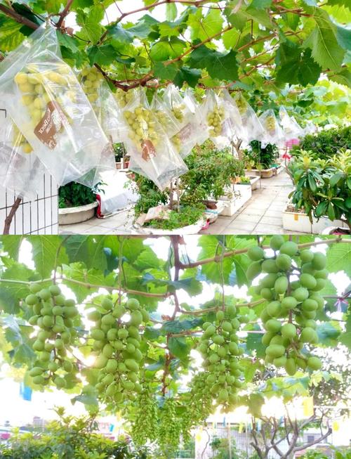 树葡萄大棚种植技术有哪些关键要点？-图1