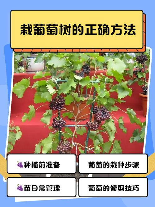 树葡萄大棚种植技术有哪些关键要点？-图2