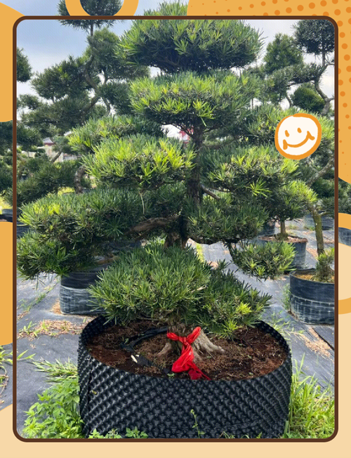 为何罗汉松品种有高矮之分?-图2 为何罗汉松品种有高矮之分?-图2