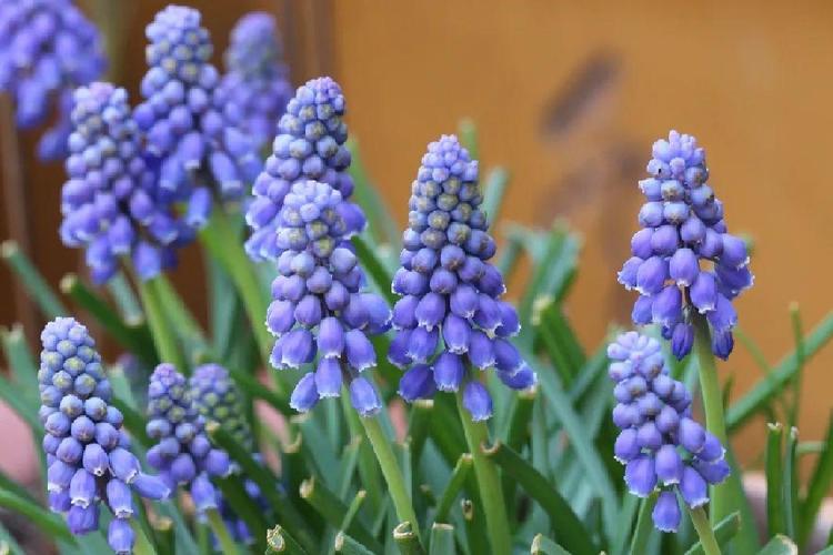 蓝色风信子是哪个品种？-图1