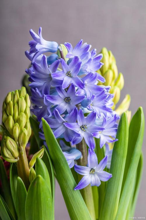 蓝色风信子是哪个品种？-图2