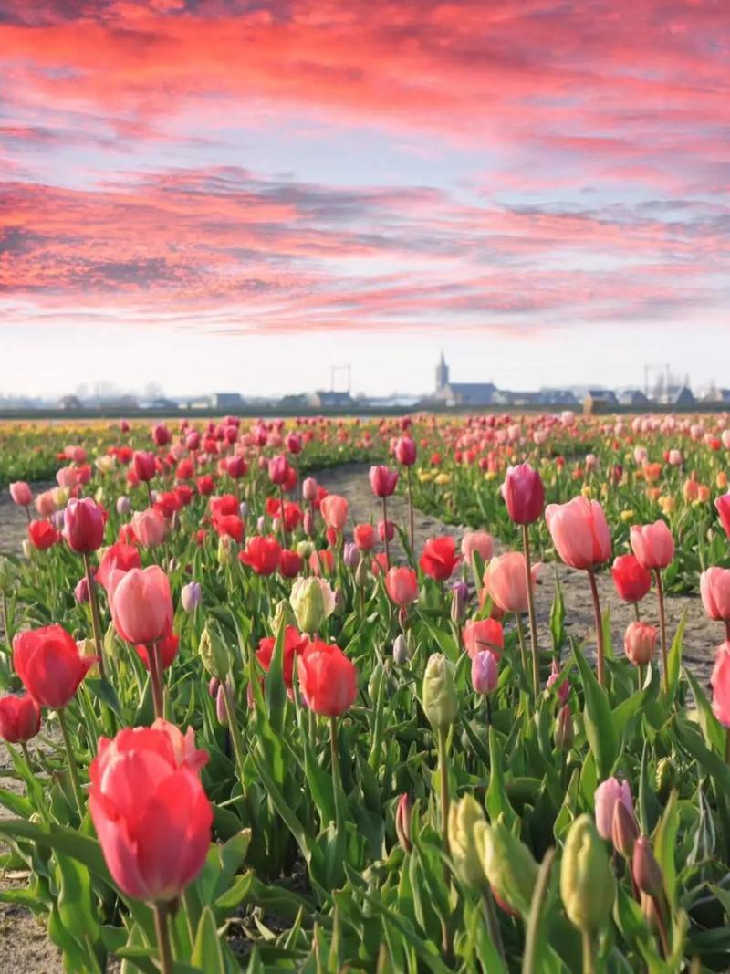 荷兰郁金香品种到底有多少？-图3