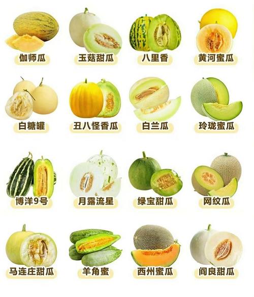 最新甜瓜品种是哪个？-图1