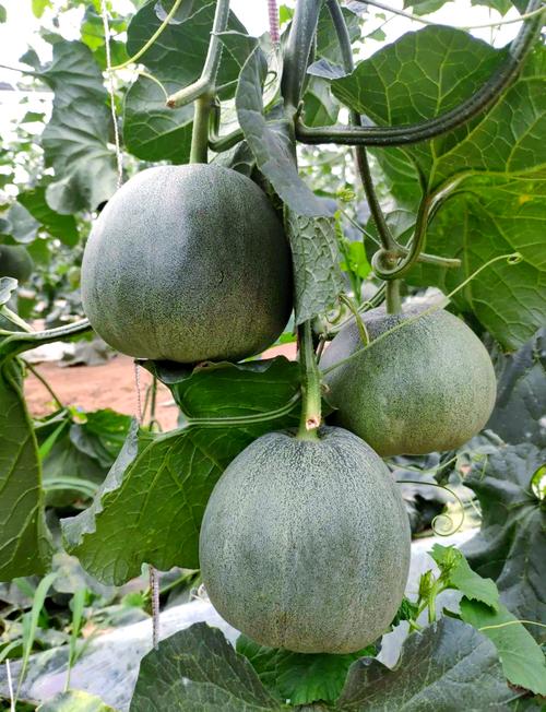 最新甜瓜品种是哪个？-图2