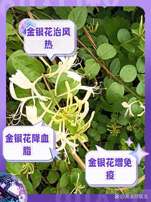 哪种金银花品种功效最好？-图2
