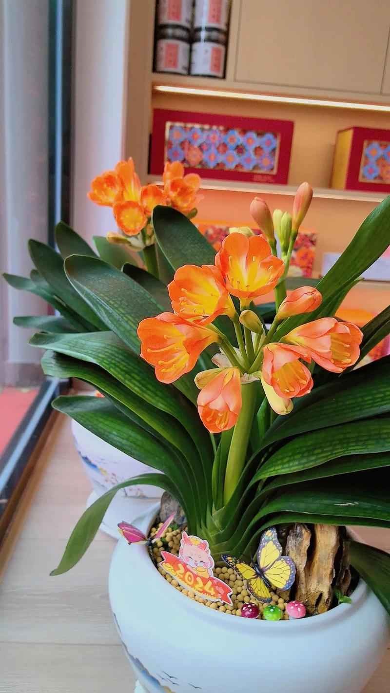 君子兰开花有哪些常见品种？-图3