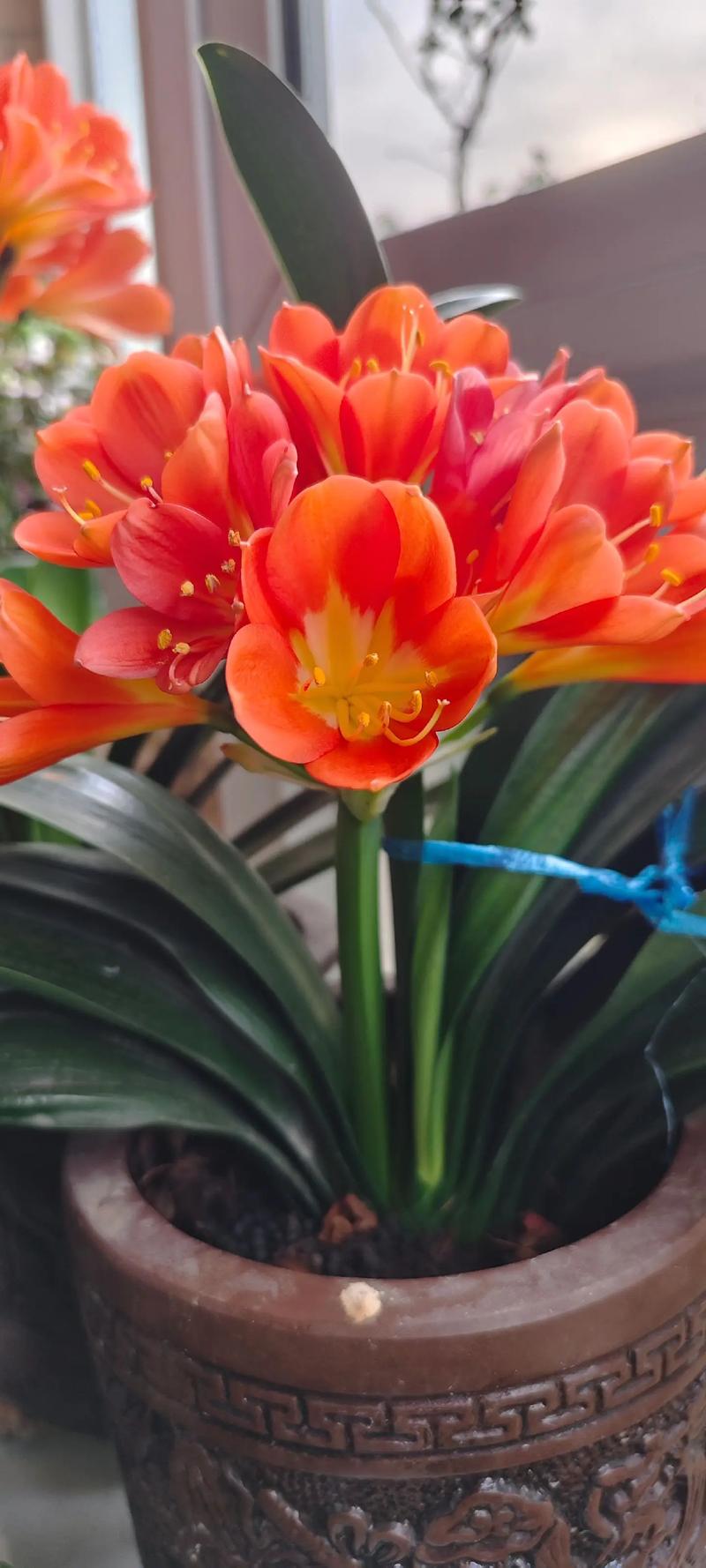 君子兰开花有哪些常见品种？-图2