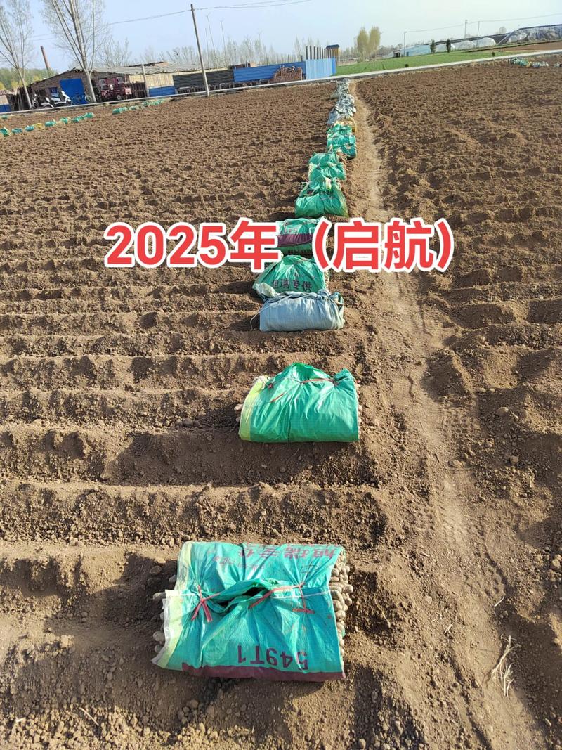 山药高产有哪些关键技术?-图1 山药高产有哪些关键技术?-图1