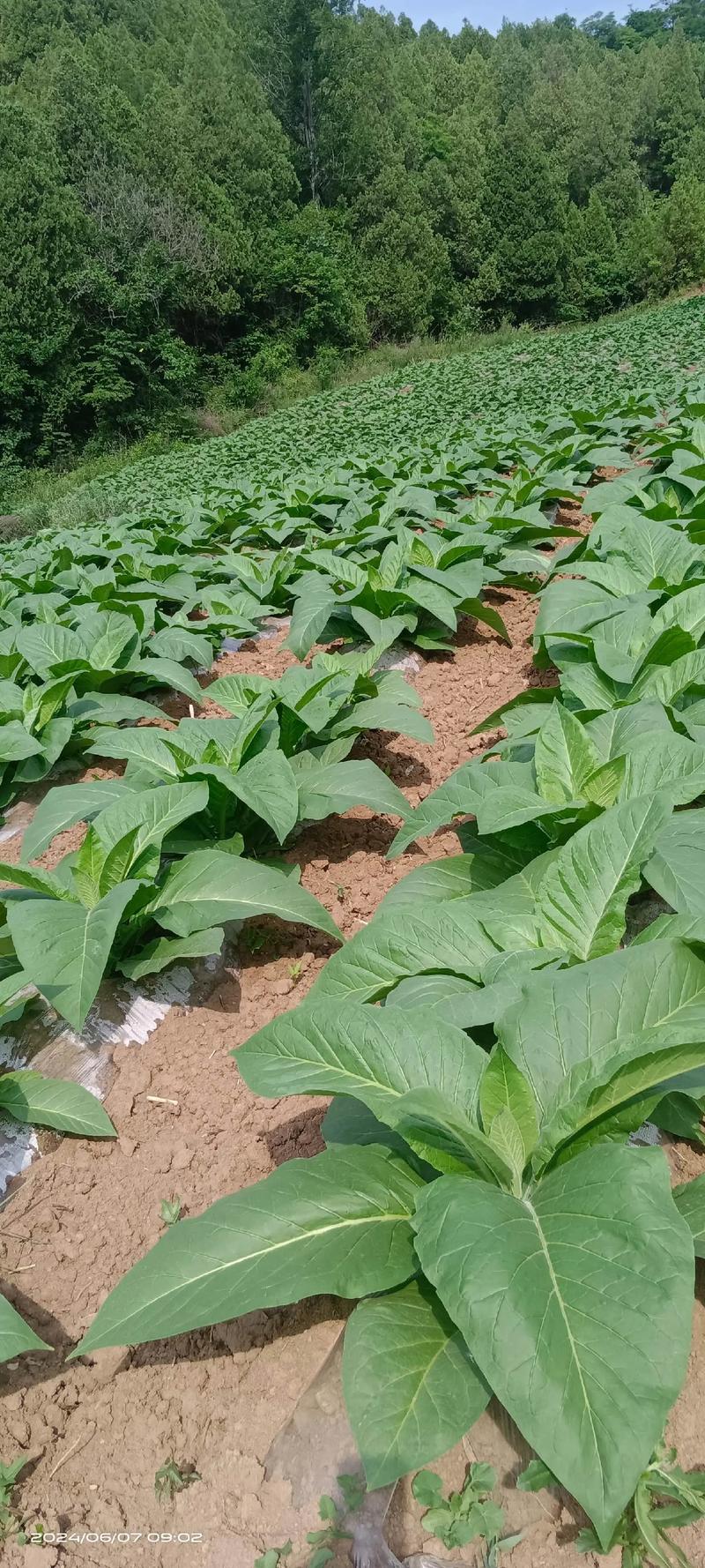 烟叶种植技术视频如何高效学习？-图2