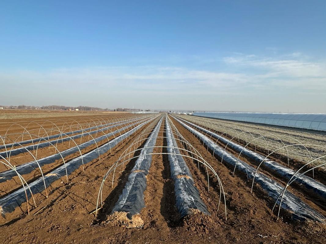 西瓜大棚冬季如何种好？-图1