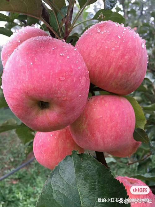乔纳金苹果修剪有哪些关键技巧？-图1