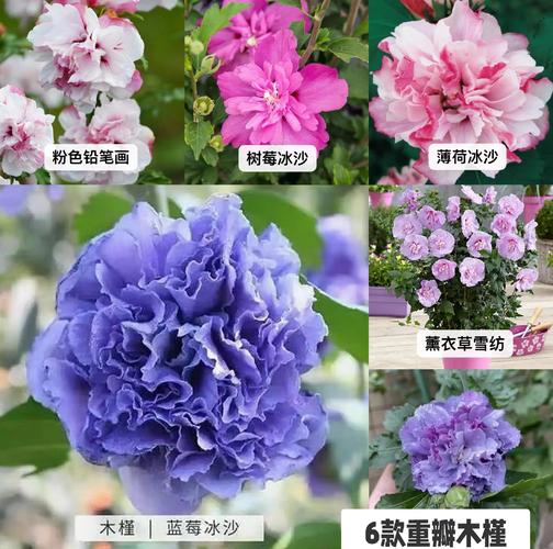 新手必养,哪些花最好种?-图1 新手必养,哪些花最好种?-图1