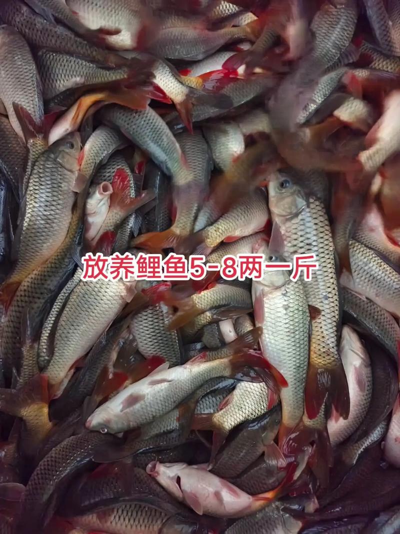 鲤鱼一斤多少钱?-图2 鲤鱼一斤多少钱?-图2