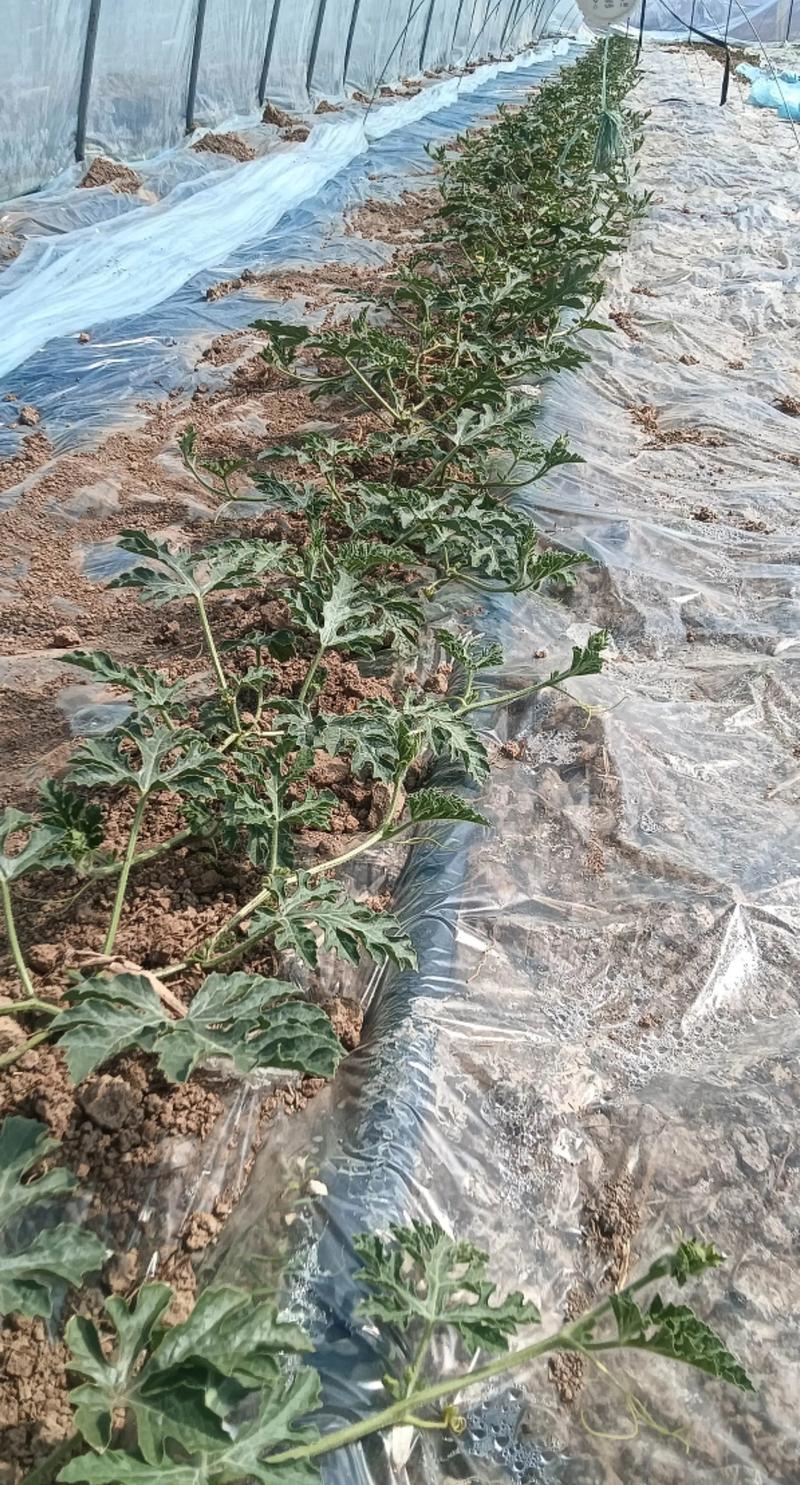 大棚育西瓜苗技术视频，如何操作才高效？-图2