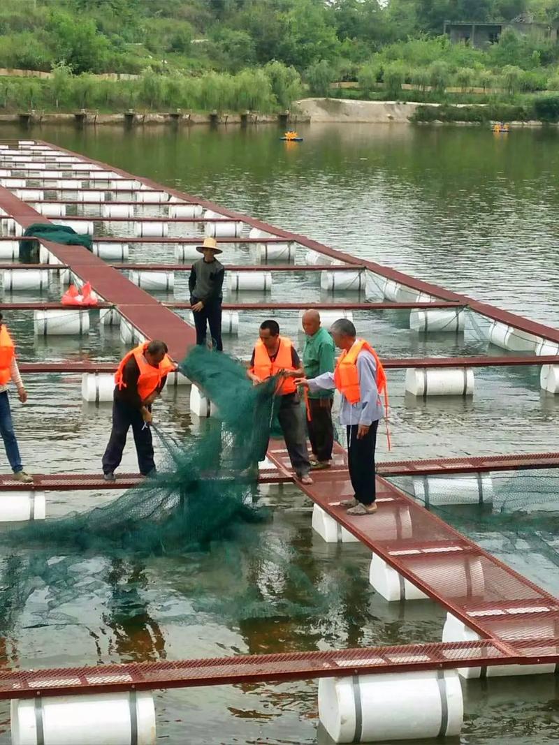 安徽网箱养殖技术培训,如何提升养殖效益?-图1 安徽网箱养殖技术培训,如何提升养殖效益?-图1