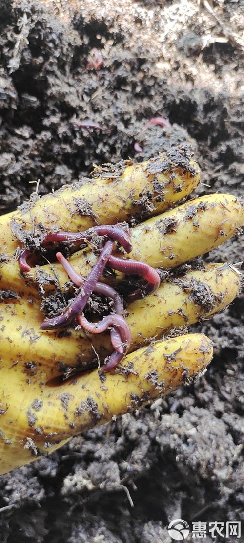 经济效益好的蚯蚓品种有哪些?-图1 经济效益好的蚯蚓品种有哪些?-图1