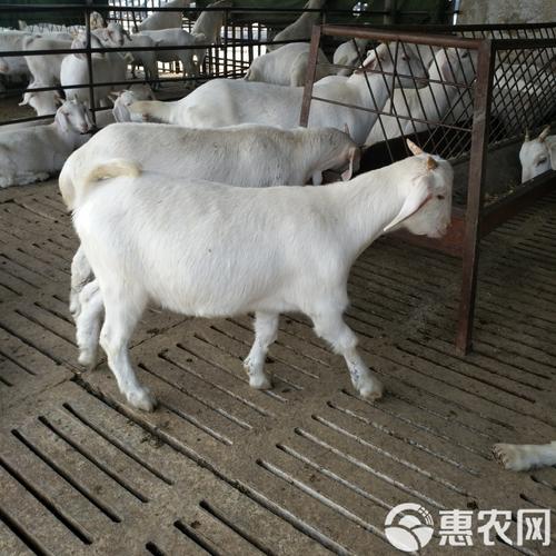 河南养啥羊品种效益最高？-图3