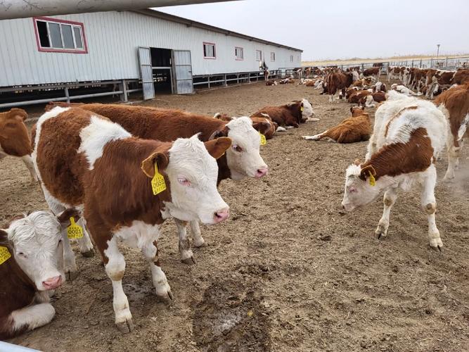 新疆适合养啥品种的牛？-图2