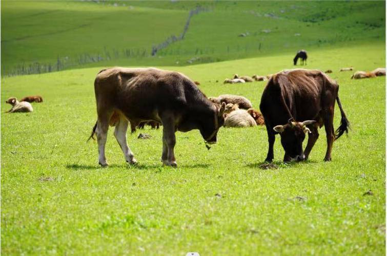 新疆适合养啥品种的牛？-图3