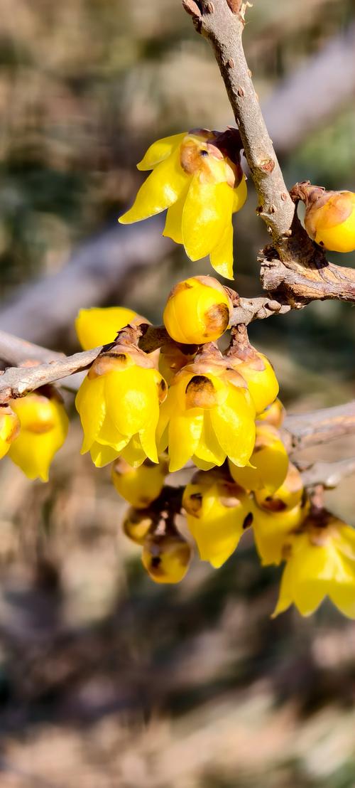 即香又好看的梅花品种有哪些？-图2