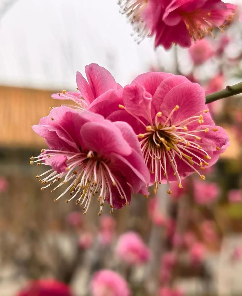 即香又好看的梅花品种有哪些?-图3 即香又好看的梅花品种有哪些?-图3