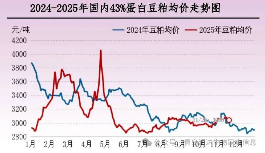 10月23日肉毛鸡价格多少钱一斤？-图2