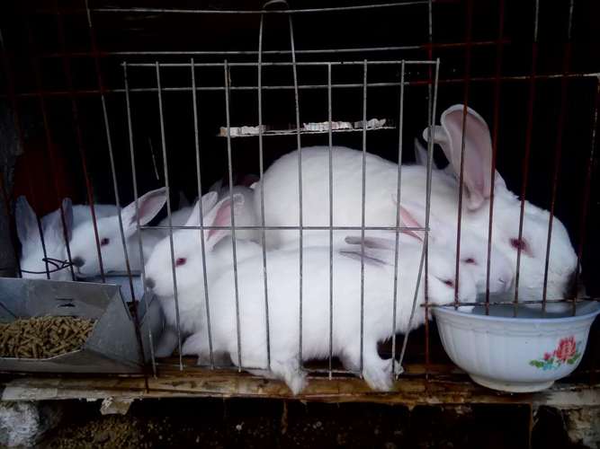 獭兔人工授精技术视频,关键步骤有哪些?-图3 獭兔人工授精技术视频,关键步骤有哪些?-图3