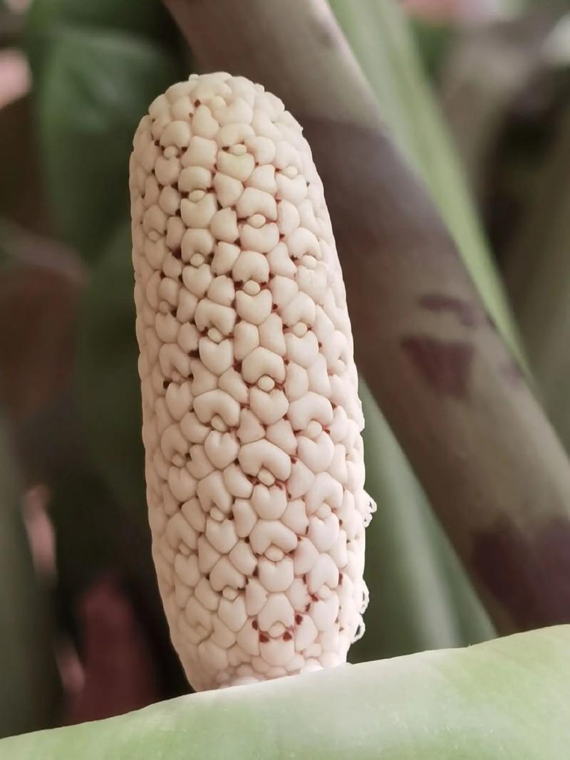 雪铁芋常见品种有哪些?看图识别。-图2 雪铁芋常见品种有哪些?看图识别。-图2