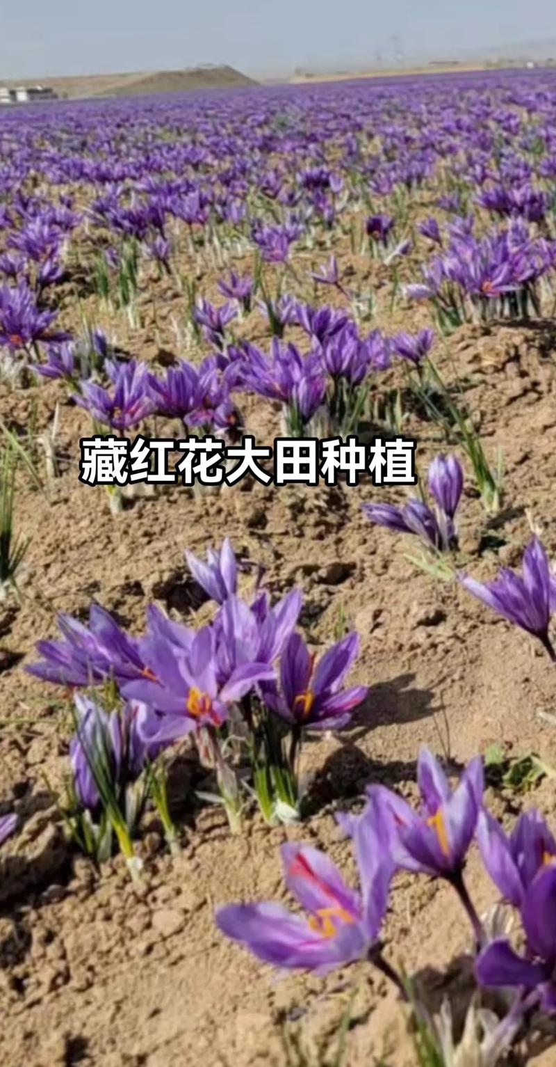 藏红花种植技术图片中,关键步骤与细节如何帮助新手高效掌握栽培要点?-图1 藏红花种植技术图片中,关键步骤与细节如何帮助新手高效掌握栽培要点?-图1