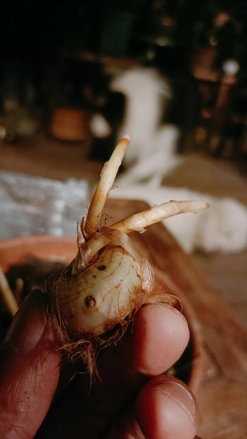 藏红花种植技术图片中，关键步骤与细节如何帮助新手高效掌握栽培要点？-图3