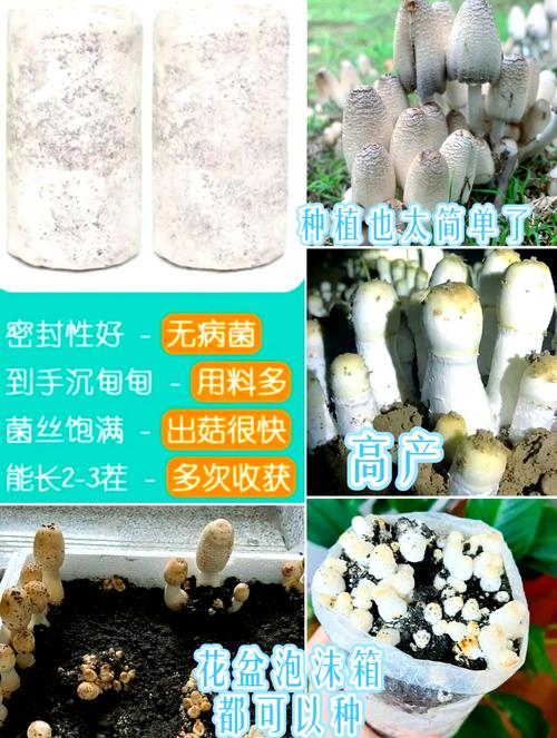 家庭蘑菇种植技术全攻略,从菌种选育到出菇管理,新手如何避开常见坑实现高效种植?-图1 家庭蘑菇种植技术全攻略,从菌种选育到出菇管理,新手如何避开常见坑实现高效种植?-图1