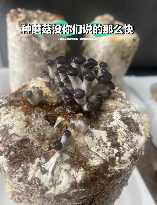 家庭蘑菇种植技术全攻略，从菌种选育到出菇管理，新手如何避开常见坑实现高效种植？-图3