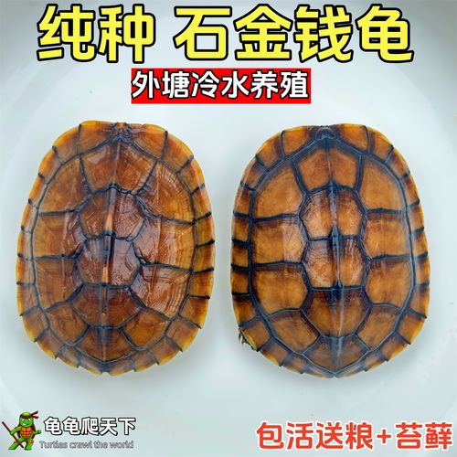 2025年石金钱龟价格会受哪些因素影响？养殖户该如何应对市场波动？-图3