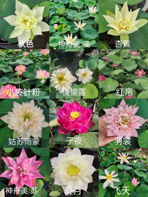 哪些品种的荷花花期超长?养护时需注意哪些细节才能延长赏花时间?-图1 哪些品种的荷花花期超长?养护时需注意哪些细节才能延长赏花时间?-图1