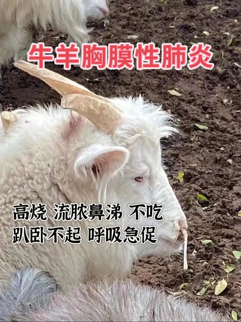 养羊疾病技术大全视频，如何系统掌握羊病防治要点与实操技巧？-图3