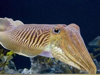 虎斑乌贼养殖技术难点突破与高效养殖模式如何优化?-图2 虎斑乌贼养殖技术难点突破与高效养殖模式如何优化?-图2