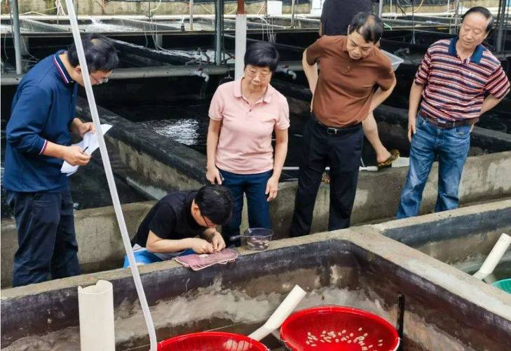 虎斑乌贼养殖技术难点突破与高效养殖模式如何优化?-图3 虎斑乌贼养殖技术难点突破与高效养殖模式如何优化?-图3