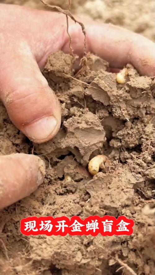 金蝉卵枝孵化技术图片能直观展示哪些关键步骤?孵化率如何通过细节把控提升?-图2 金蝉卵枝孵化技术图片能直观展示哪些关键步骤?孵化率如何通过细节把控提升?-图2